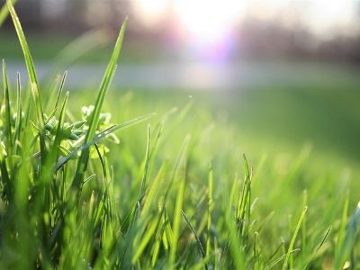 Co warto wiedzieć o pielęgnacji trawników?